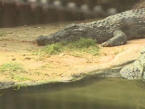 breaking the rules croc|Croc Breaking The Rules .